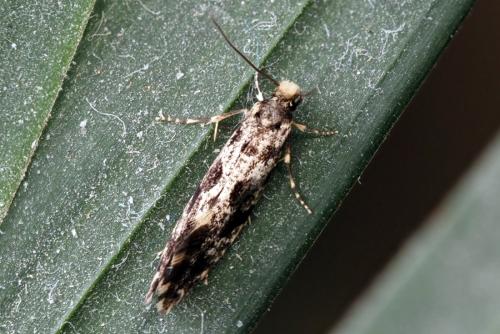 Réf. 321 643 : Nemapogon sp.